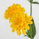 Sztuczny kwiat dekoracyjny NATU II żółty x12