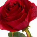 Kwiat sztuczny Róża czerwona x12 x6