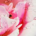 Obraz z kryształkami kobieta z kwiatem WOMEN 60X60 różowy