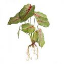 Kwiat sztuczny agloanema NATU zielono amarantowy x6