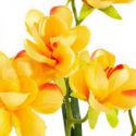 Sztuczny kwiat dekoracyjny frezja NATU pomarańczowy x6