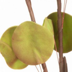 Sztuczny kwiat dekoracyjny eukaliptus FLORE zielony x6