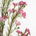 Sztuczny kwiat rozmaryn NATU różowy x6