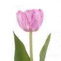 AmeliaHome Sztuczne kwiaty bukiet tulipanów 10 szt. TULIPI liliowe